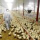 Safeguarding Poultry Products